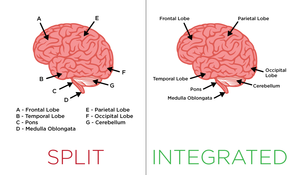 two images of brain with labels; first image (split), is labelled using letters with a legend beneath the image; second image (integrated) is labelled with names appearing directly on the relevant area of the brain.